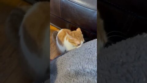 mlep mlep