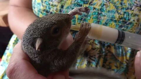 Timothy the squirrel orphan rehabilitation