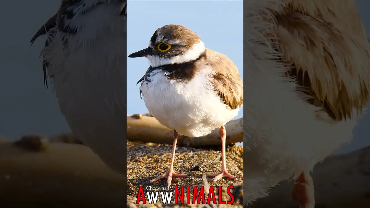 🤗 #AwwNIMALS - Patient Plover 💕