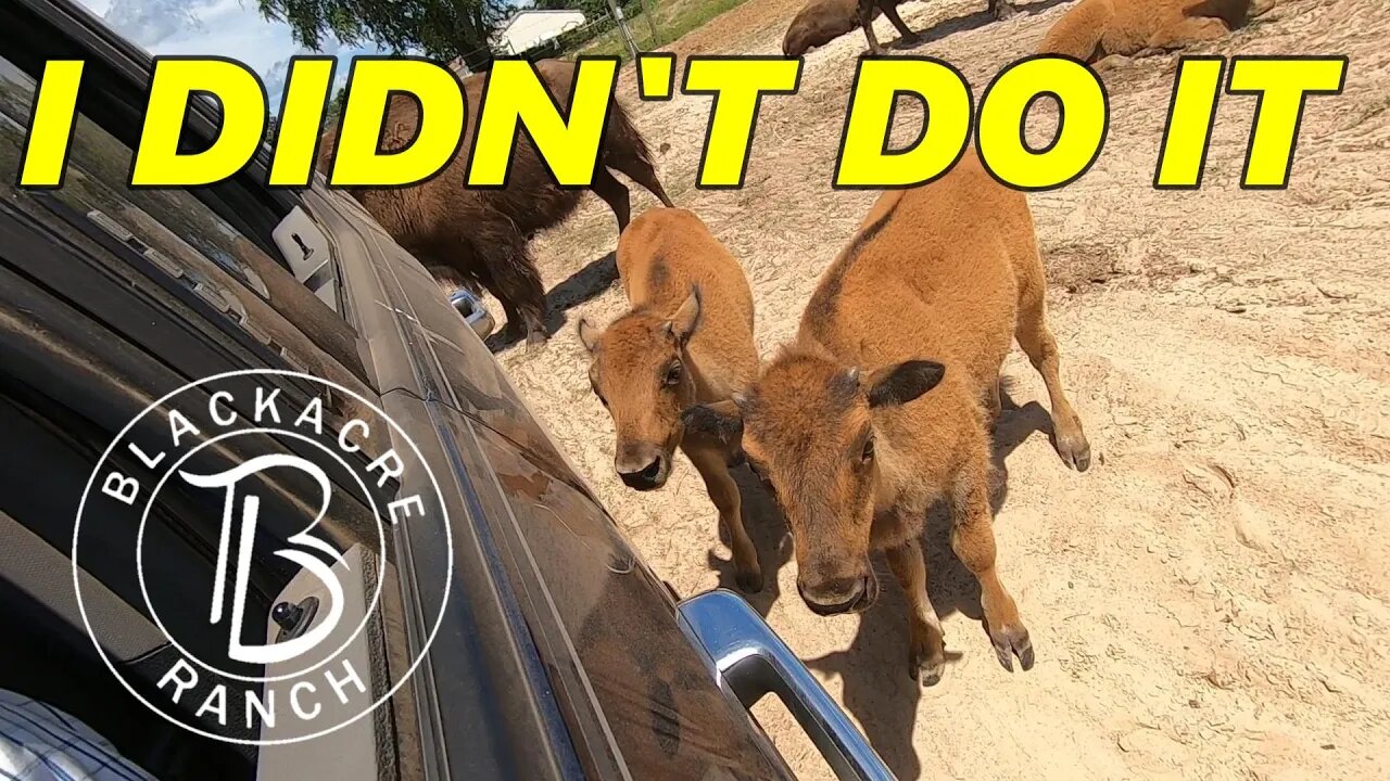 Ep. 289 - Bison Calves did a Bad Thing at the Ranch