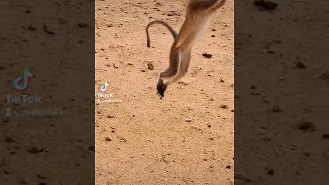 jumping ability of the Monkey