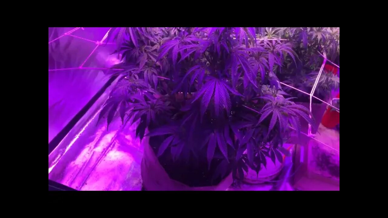 Week 8 Day 2 Veg #CartierCrops