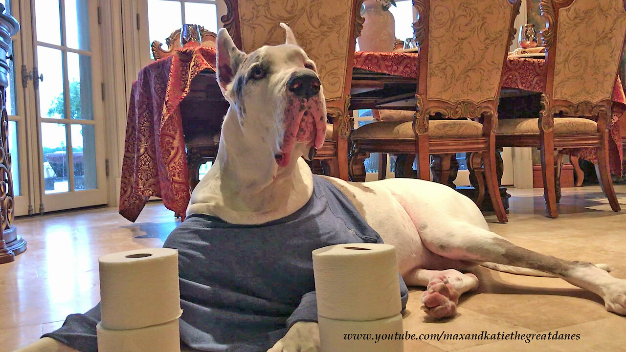 Talkative Deaf Great Dane Guards The Toilet Paper