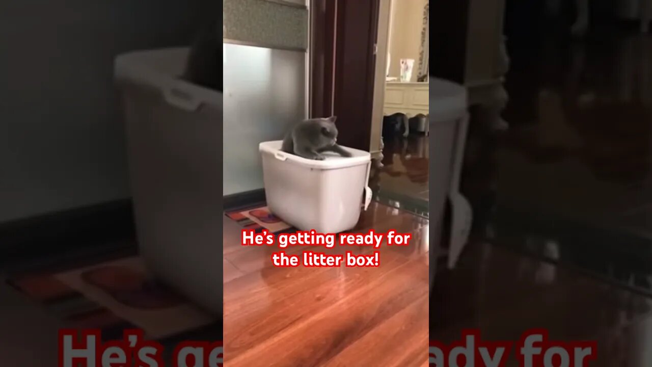 Funny Cat Meme