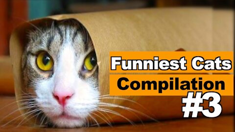 Funniest CATS Ever Compilation (Try not to LAUGH (2021)