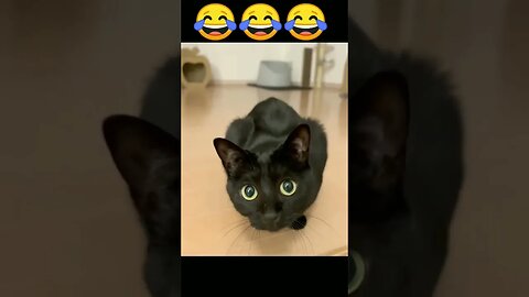Angry Cat 🤣🤣🤣🤣