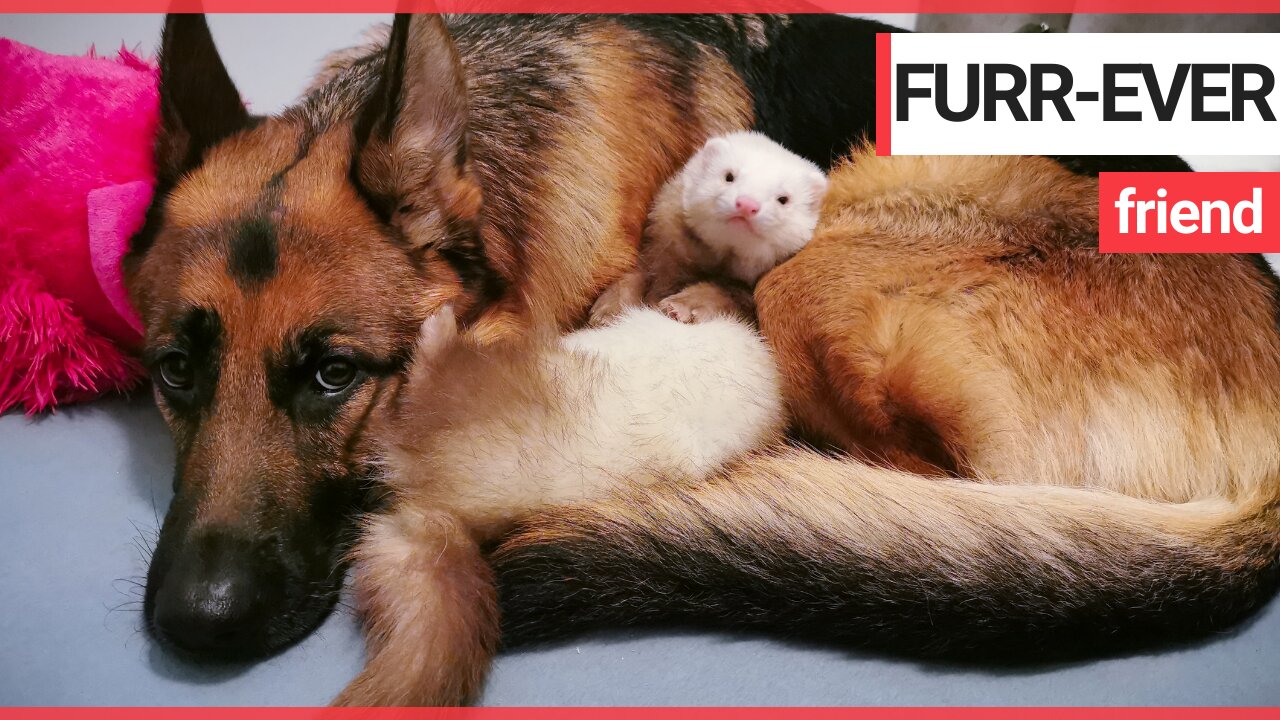 Ferret and German shepherd have become best friends