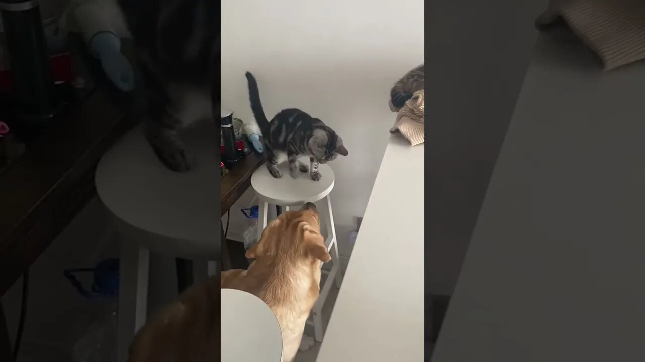 ancient rivalry part 3 mean cat hits the dog