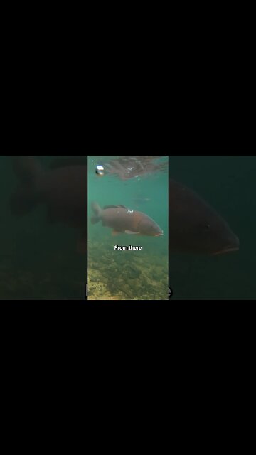 A Teeny Tiny INVASION | Microplastics #shorts