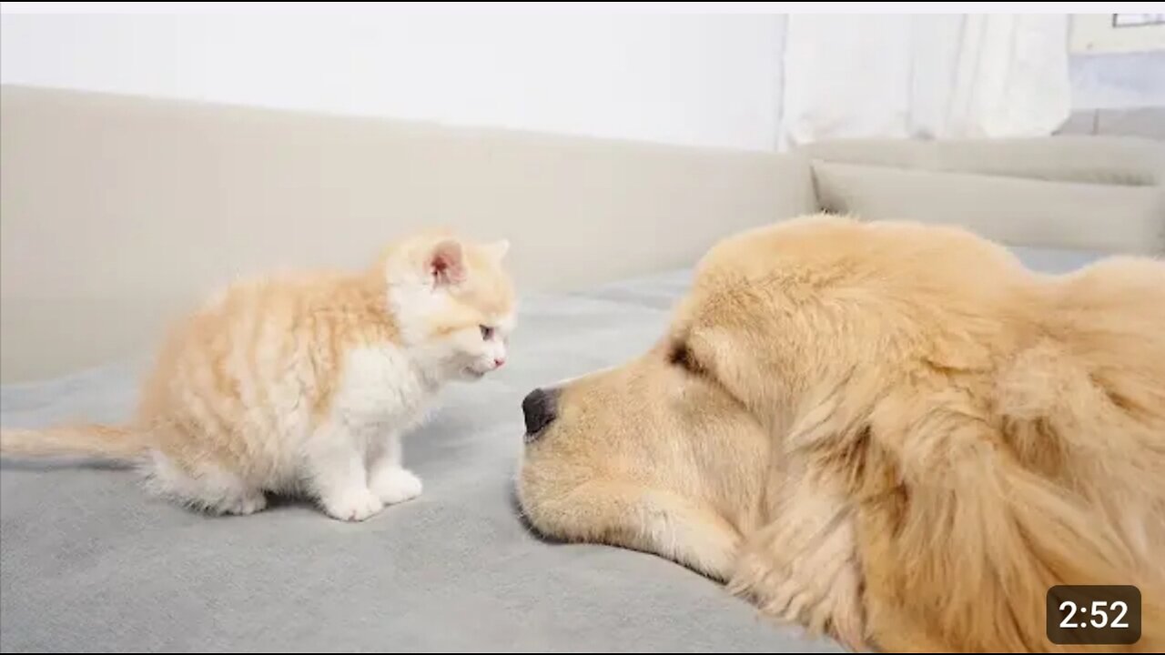 Kitten Becomes Madly Obsessed With Golden Retriever 100 Times Her Size