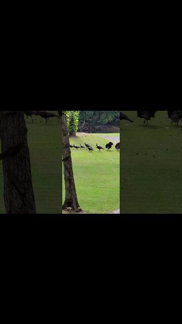 Group of turkeys run across front yard #shorts