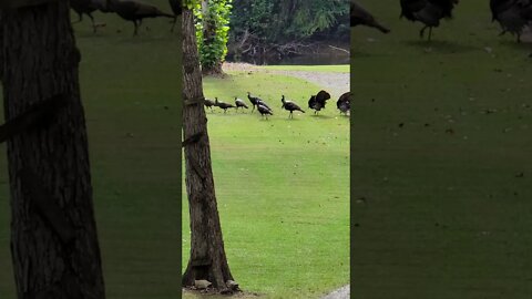 Group of turkeys run across front yard #shorts