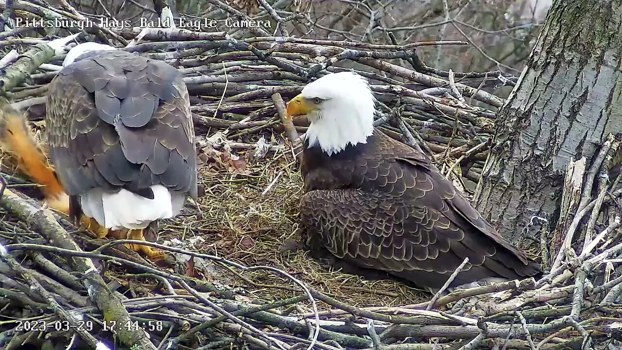 Hays Eagles Mom brings in a Squirrel for the Pantry 3.29.23 17:44