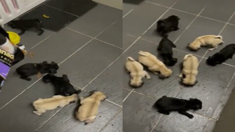 Many Hilarious Puppies in This Video