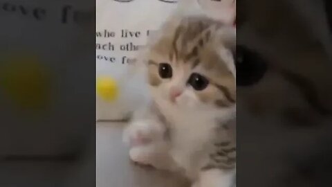 Cutest Little Kitten #petvideos #kittens #cutecats