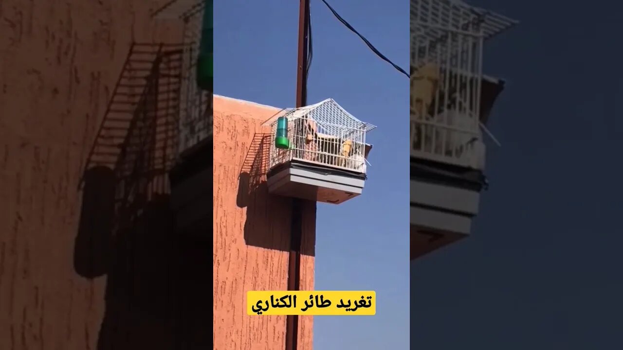 تغريد طائر الكناري