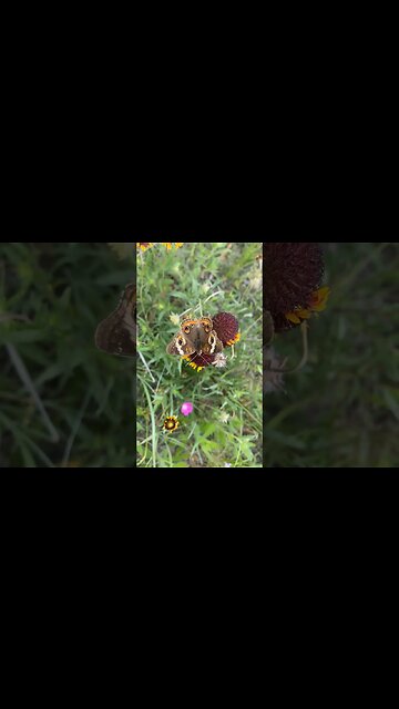 Why I haven’t mowed: #birds, #bees, #butterflies, #birddog & more. The sights and sounds of nature.