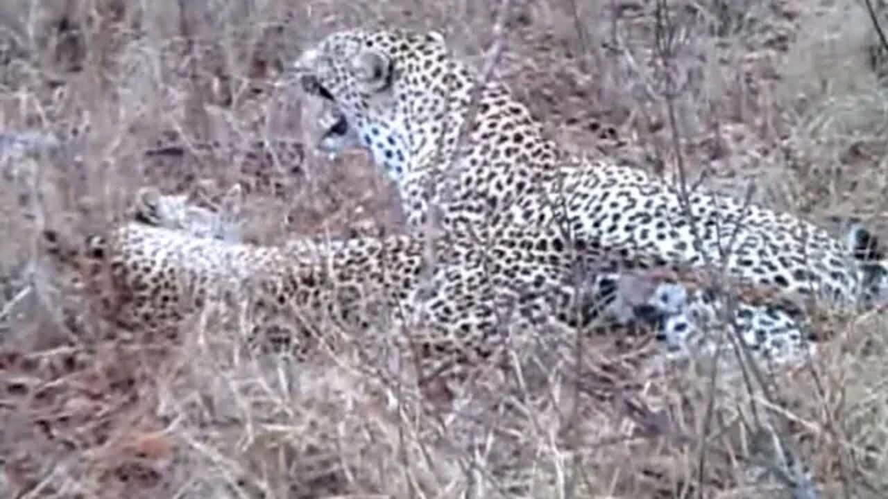 WILDlife: Leopards Pairing In The Bush