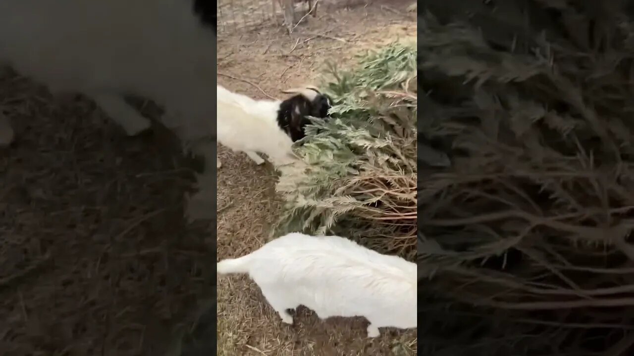 Billy Goat vs Christmas Tree #shorts #farm #goats