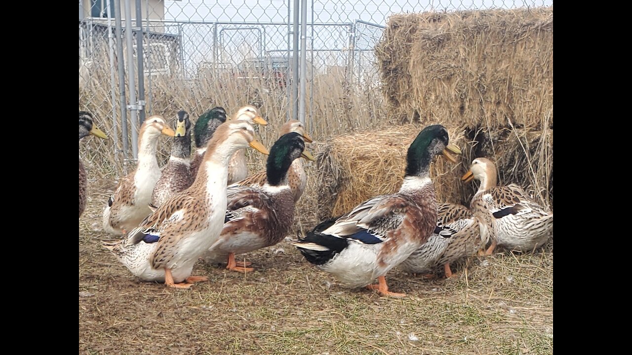 Silver Appleyard Flock in winter pen.