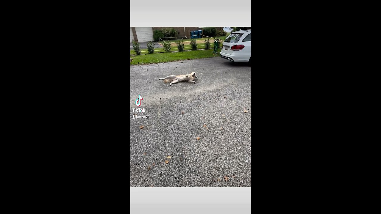My dog the artist