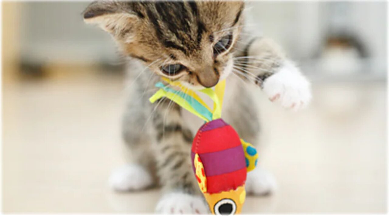 Funny and Cute moments of Cat's Life.