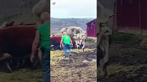 Beastly Bull!