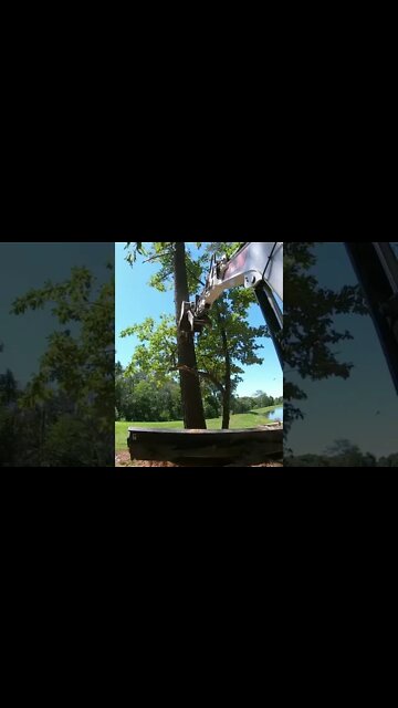 #Shortsvideo Taking down BIG DEAD TREE NEAR HOUSE! #shorts