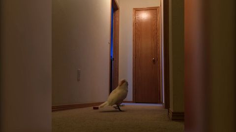 Strange Bird Wanders The House While Babbling