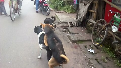 Street dogs fight for Matting 😅 Natun Bazar, Magura