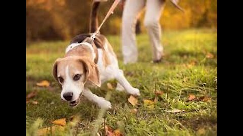 Teach any dog to stop pulling and walk nicely on a loose leash!