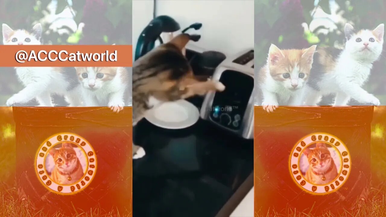 Watch This Cat Battle a Toaster…AND LOSE! 🍞😹 (#121) #Clips