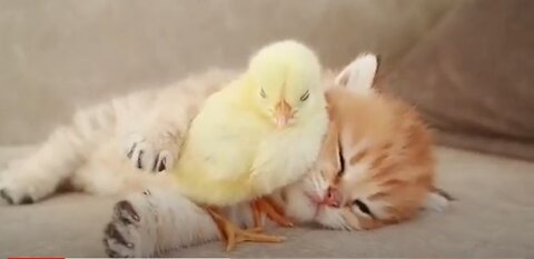 KITTEN SLEEPS SWEETLY with the Chicken