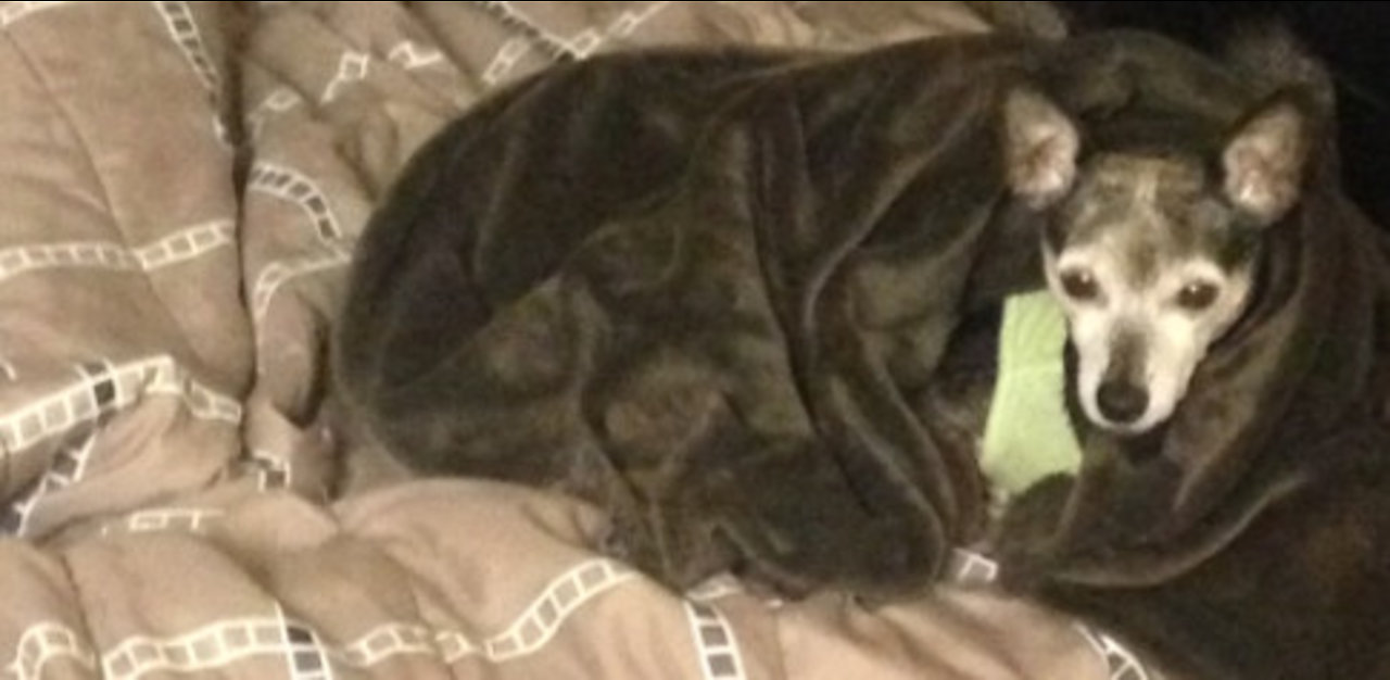 Chihuahua adorably wraps herself in favorite blanket