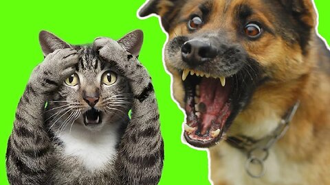 NEW funny animals - cats and dogs