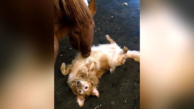 Farm Animals Get Along With Pets