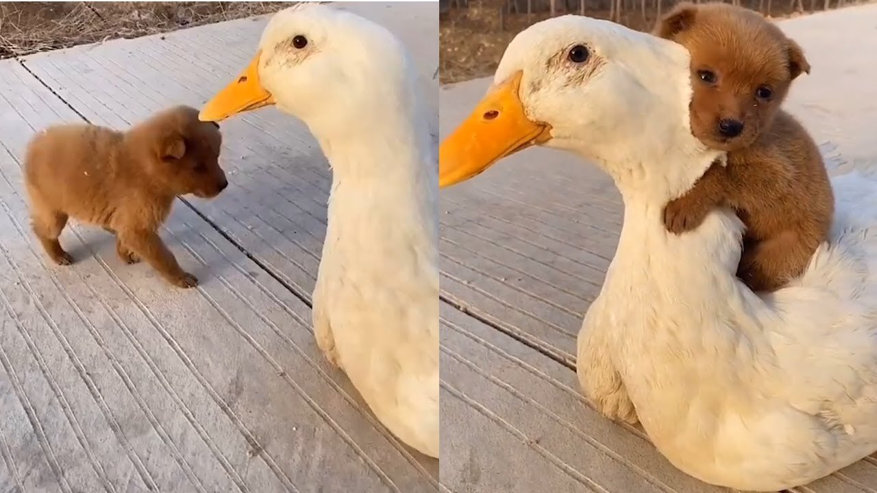 Adorable Puppy And Friendly Duck Have The Cutest Friendship