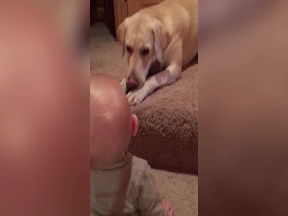 Little Boy can't Stop Giggling at Dog!