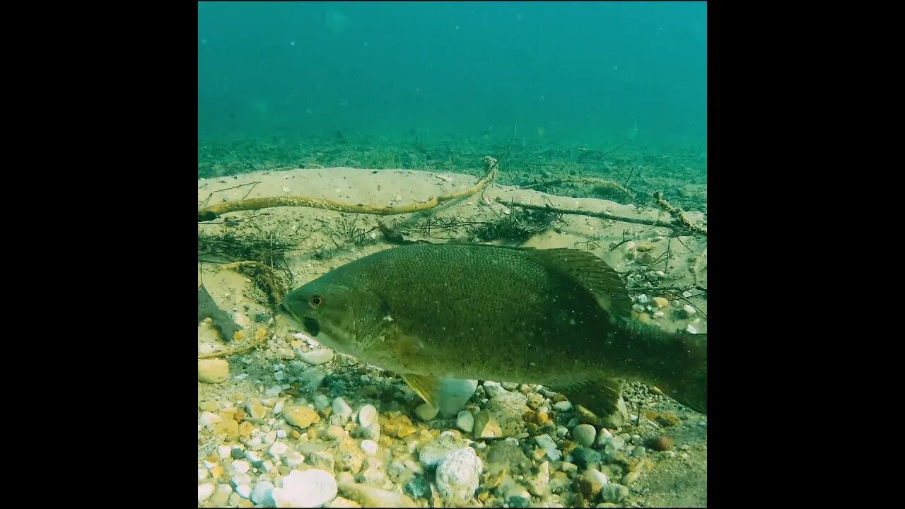 smallmouth on its bed