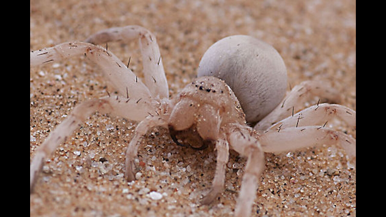 National Geographic National Fastest Animals Running Wildlife Animal.