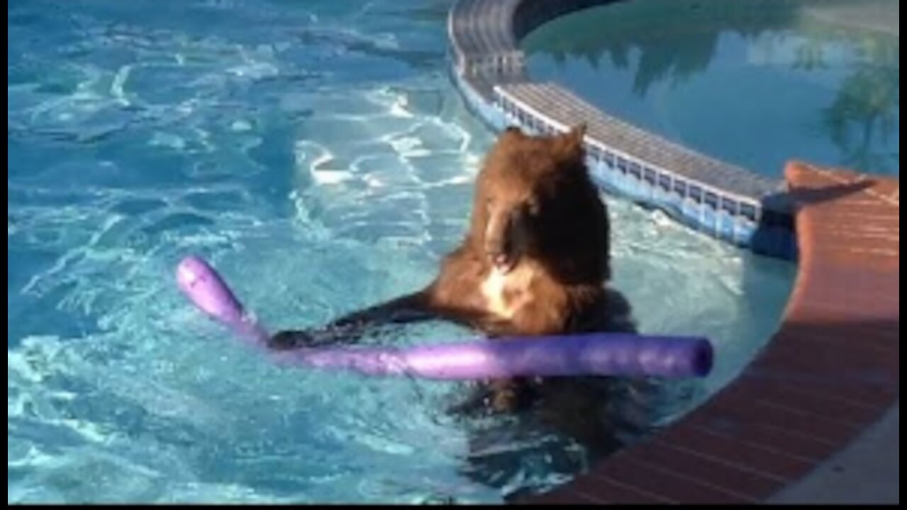 Bear Takes a Dip in Swimming Pool