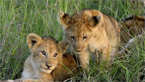 A Lion Cub Was Saved From a Luxury Car on the Champs-Elysées in Paris!