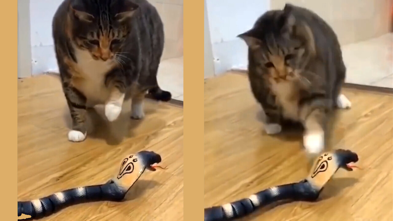 Funny Cat Play with Toy Cobra