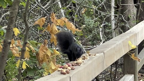 Black Squirrel grabbing some nuts