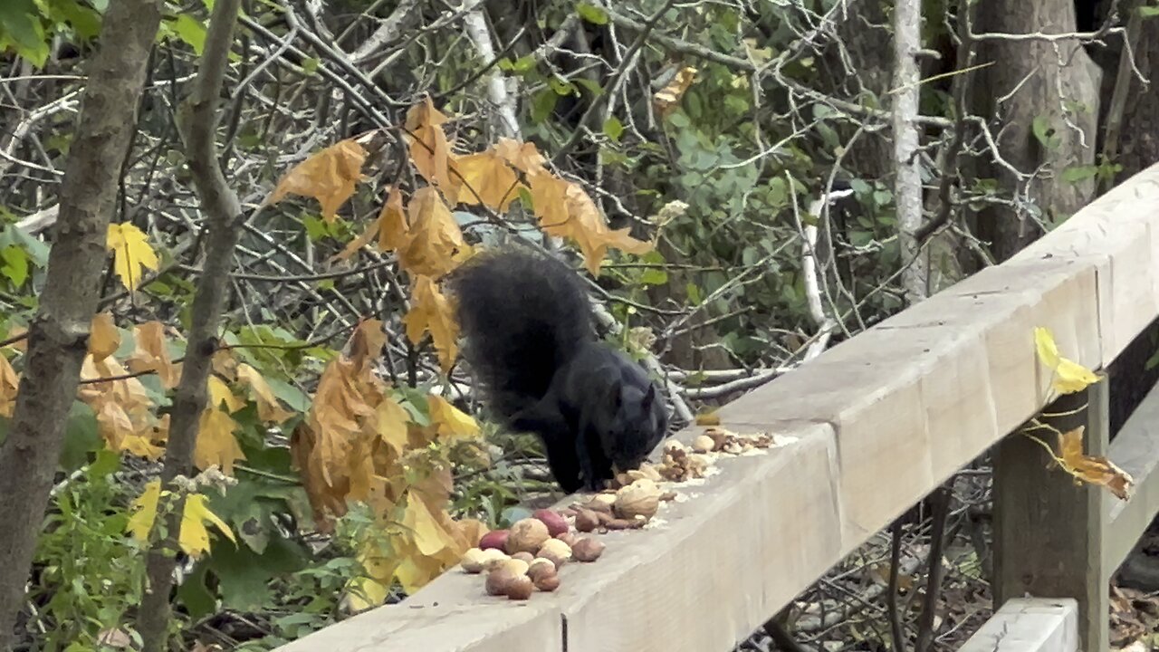 Black Squirrel grabbing some nuts