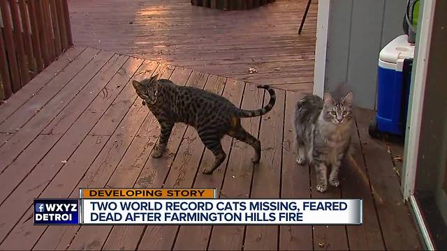 2 record-breaking cats missing following metro Detroit house fire