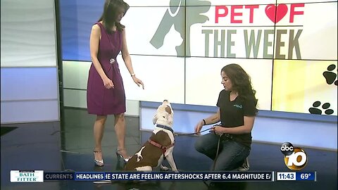Pet of the Week: Bri