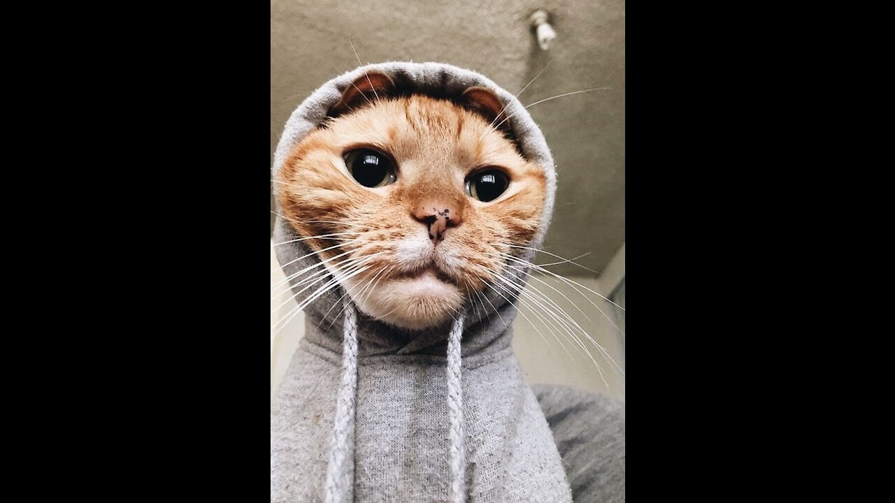 Cute And Funny Pets | Try Not To Laugh # Cute pets