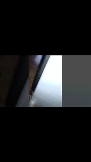 #dogshow , #animals , #dogs , #shorts