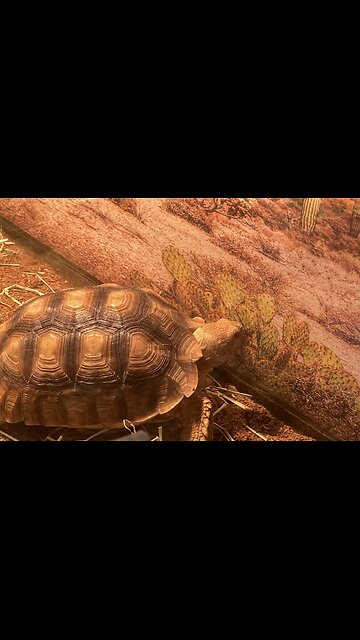 Wildlife: State park USA: turtle 🐢 eating and walking